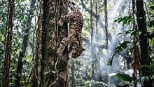 Clouded Leopard Tree Descent