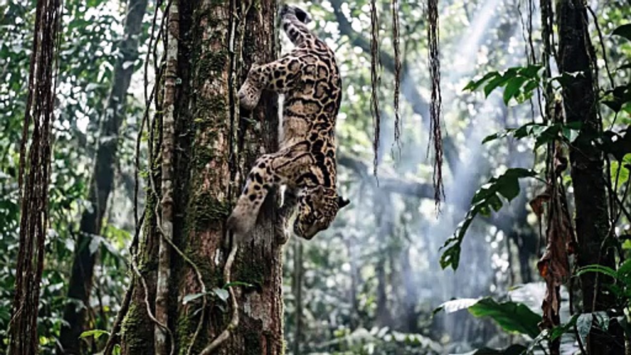 Clouded Leopard Tree Descent