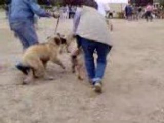 speciale leo a cormeilles