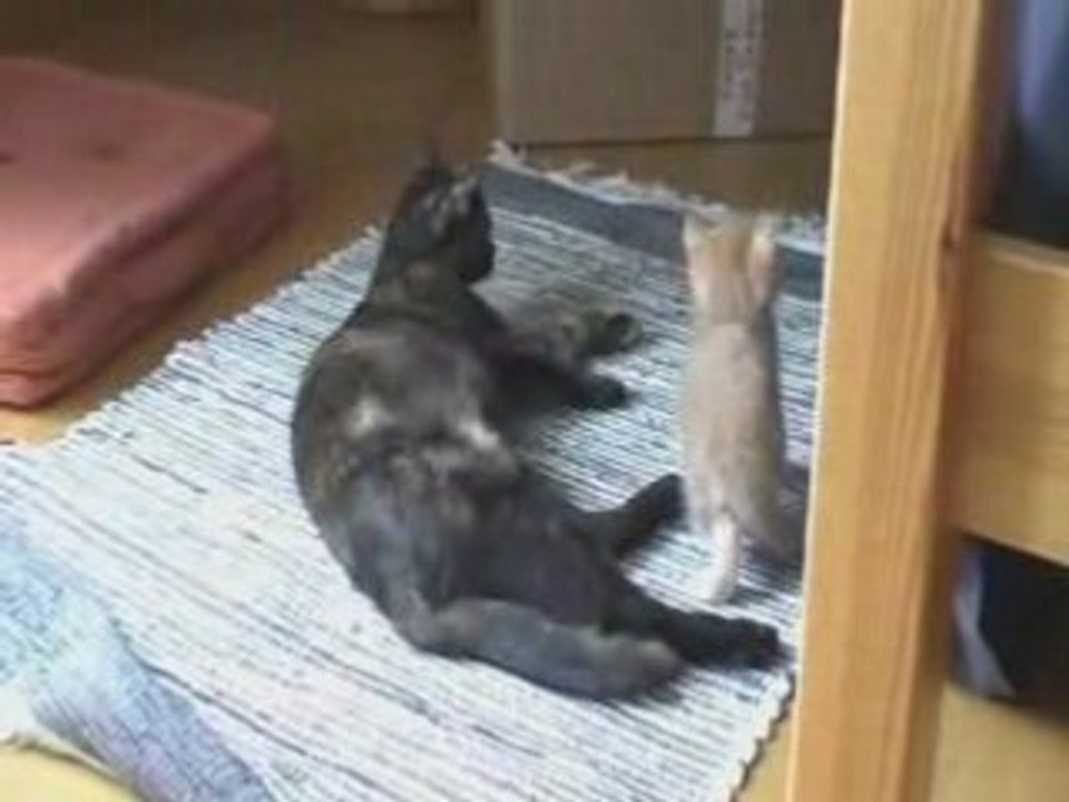 120608 chatons sortis boite