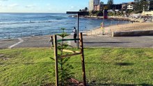 Norfolk Island Pine