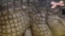 I am short, cute, Dangerous but classy! #funny #makeover #crocodile
