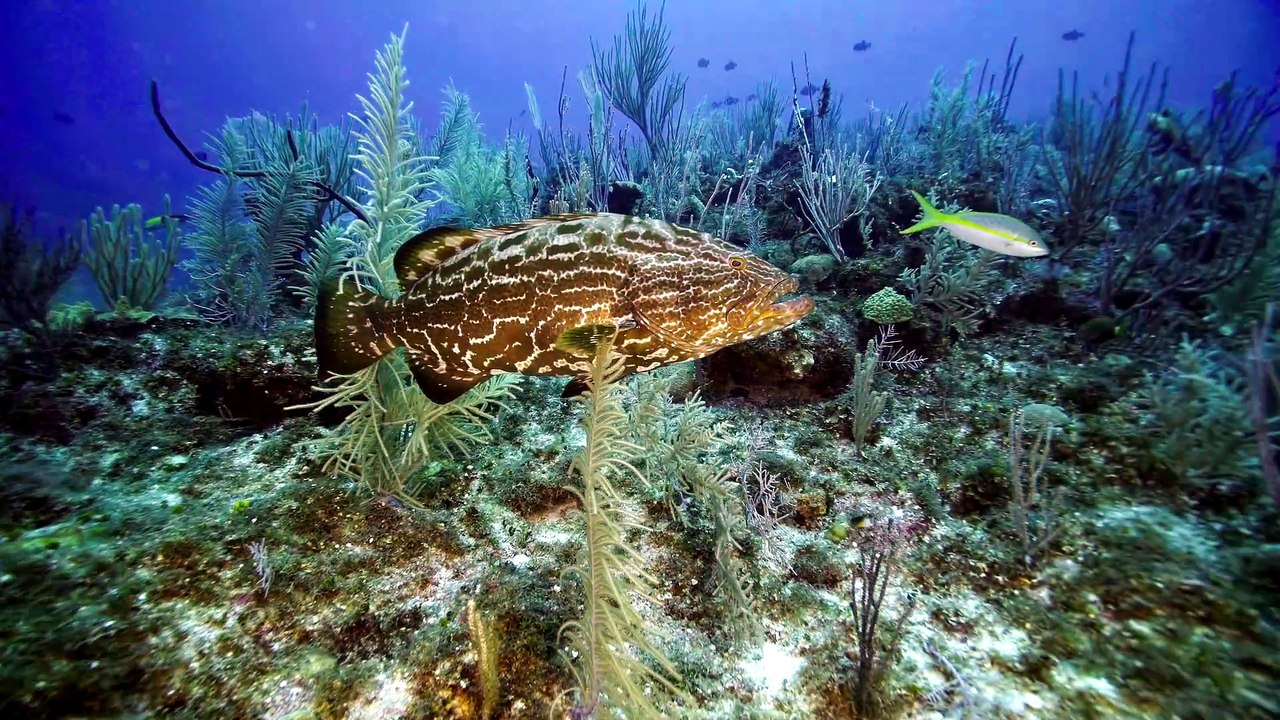 The Fish Guyz S07E05