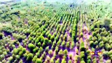 Fuerzas Armadas liderarán siembra de más de 100,000 árboles en jornada nacional por el Día Nacional del Árbol