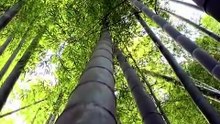 【烽火惹红颜完整版】李子锋＆王燕飞 2-1