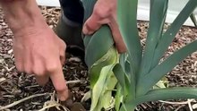 ¡Aún tengo puerros creciendo en abril!