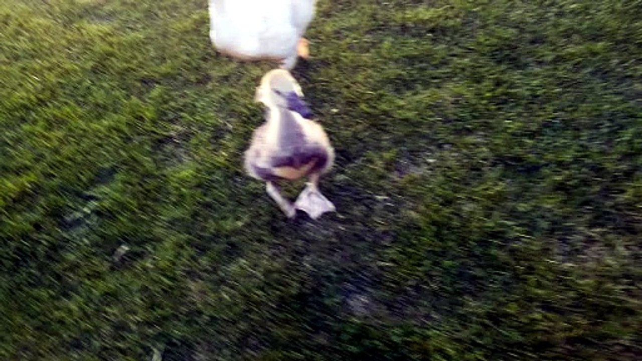 Throwback to when a baby Tooey did her very best in a race against Lemongrab. | #SparklegleamFarm #Tooey #Lemongrab #farm #goose #farmanimals #UNACCEPTABLE #cute