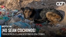 CDMX: La ciudad de los tacos y de la basura
