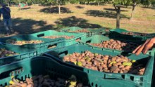 A primeira grande safra de noz-pecã na Serra
