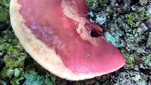 beefsteak fungus