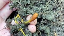 deer truffle cordyceps