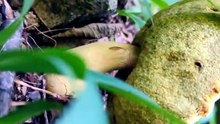 gold psychedelic bolete beetle