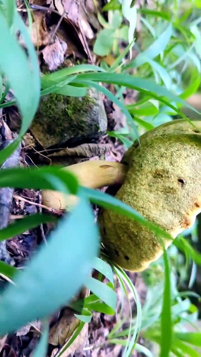 gold psychedelic bolete beetle