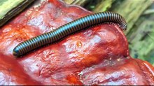 REISHI