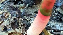 stinkhorn