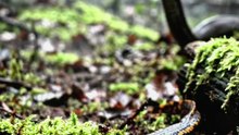 The Deadly Defense of the Crocodile Newt: Nature's Toxic Warrior.🦎 #CrocodileNewt ⚠️ #WildlifeWarnings 🧪 #NatureToxins 🛡️ #AnimalDefense 🌿 #WildLifeFacts 🌊 #AmphibianLife ✨ #AmazingNature 🧬 #BiologyInAction 🎬 #NatureDocumentary 🌍 #WildWorld 📸