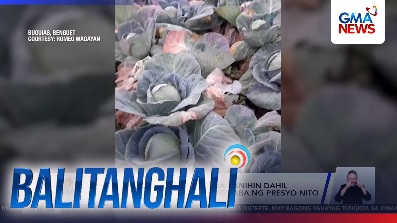 Mga tanim na repolyo, hindi na aanihin dahil malulugi lang daw sa ...