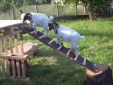 chèvres qui jouent