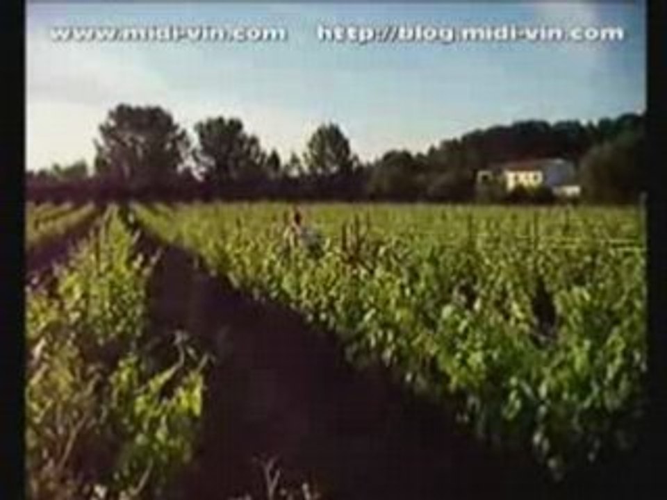 Traitements de la vigne en Languedoc-Roussillon