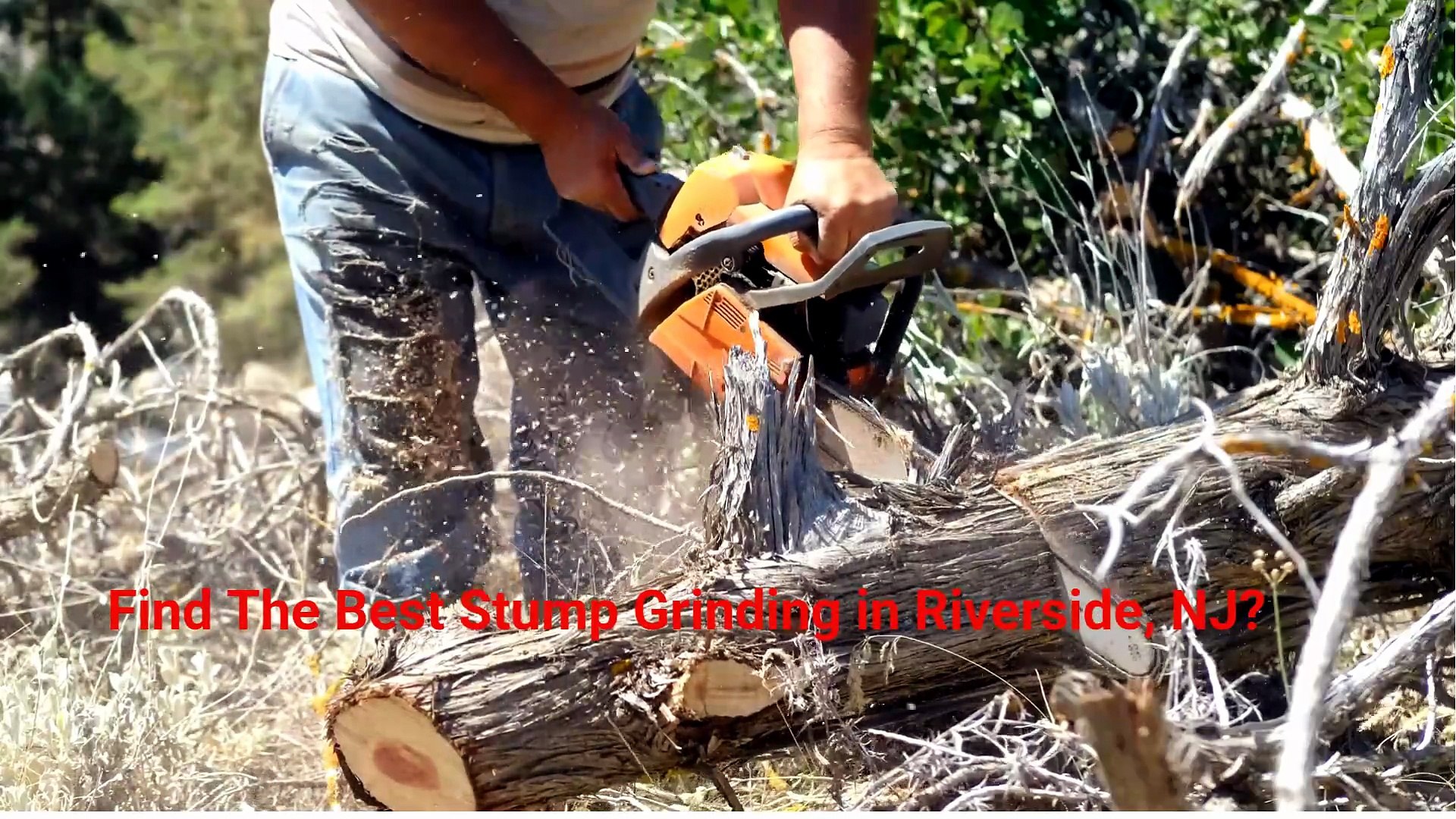 Team Gale Tree Service - Affordable Stump Grinding in Riverside, NJ