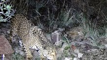 Una cámara trampa capta un jaguar bebiendo en un abrevadero y es una muy buena noticia