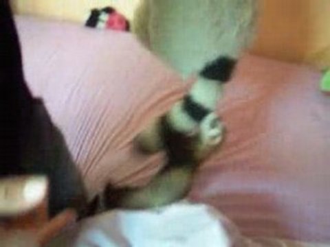 PEN-KI LE FUFU ADORE LES NOUNOURS