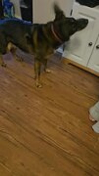 Dog Adorably Sings Along as Girl Plays Harmonica