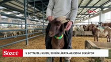 Bursa’da 5 boynuzlu kuzu, 30 bin liraya alıcısını bekliyor