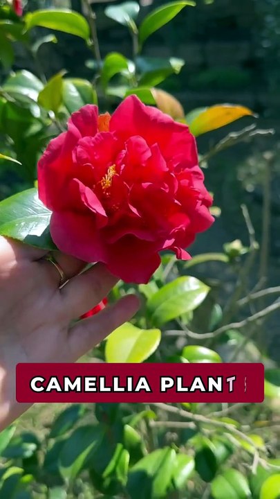 Beautiful Camellia Flower Plants for Colorful Outdoor Gardens