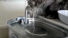 Water is the best! My cats know it, too! #cats #catlover #mainecoon #funnycats