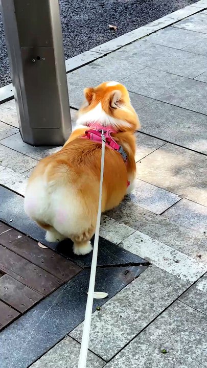 Le mignon petit cul du Corgi : le remue le plus doux que tu verras aujourd’hui !