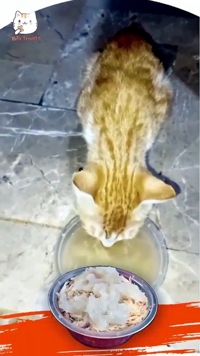 Jelly Food For Cats Review | Is Billi Treats Chicken Jelly Worth Buying? Honest Pet Review Guide