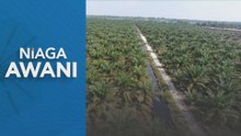 Harga Minyak Sawit RM4,280; Prestasi Huluan Dijangka Lemah 1Q26