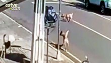 Vídeo: cadela cega é atropelada e motorista foge sem prestar socorro em Cascavel