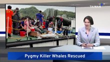 Four Stranded Pygmy Killer Whales Released Back Into Ocean