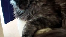 What have I done wrong? :) #cat #funnycats #catlover #mainecoon