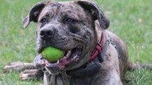 Birmingham dog Chopper seeks new home after lift attack