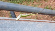 Determined lizard clings on while spinning wildly
