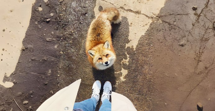 States Housing America's Largest Fox Populations