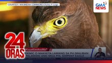 Nanghihinang PHL Serpent Eagle, nasagip nang ma-trap malapit sa material recovery facility | 24 Oras