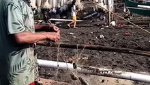 Caught fish
