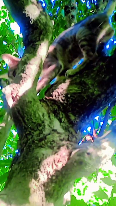 Fbreels viral video #viralreels #comedyreels #cat