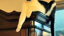 Dignified Feline Meets its Toothiest Rival