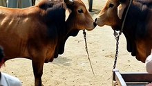 Realistic Street Documentary: Two Bulls Clash in Crowded South Asian Cattle Market