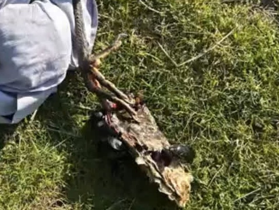 Fuß eines Vogels aus Riesenauster befreit