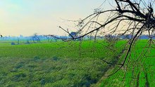Farming gandu katai video