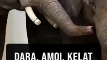Taiping elephants thrive in Japan, show healthy weight gain