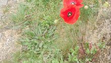 Mohn auf Deutsch lernen 🌺 | Learn German Flowers