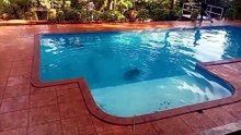 Capivaras são resgatadas após invadirem piscina em chácara no bairro Jaçanã