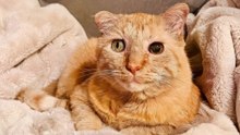 10 Signs It Might Be Time to Say Goodbye to Your Cat
